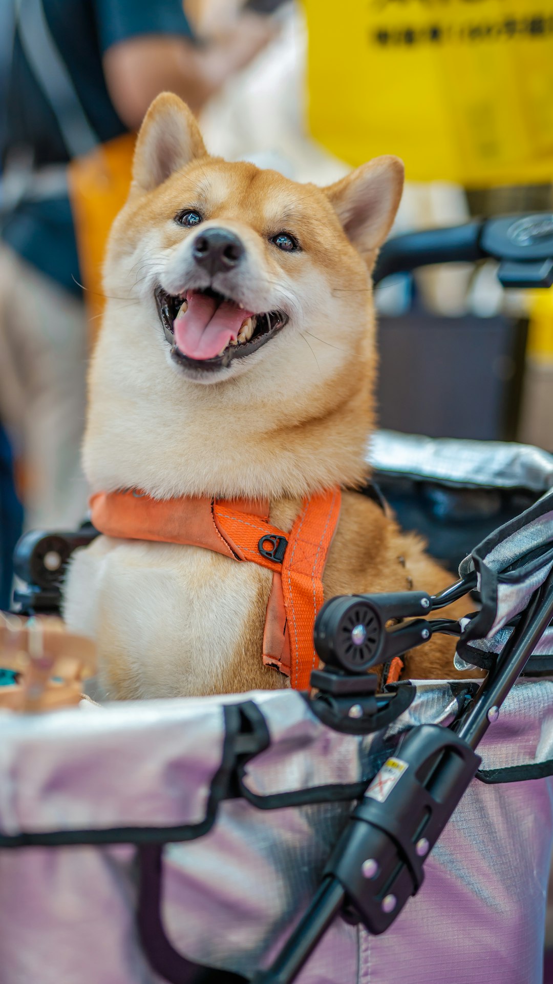 a-dog-is-sitting-in-a-bicycle-basket-yovoxvqkydw