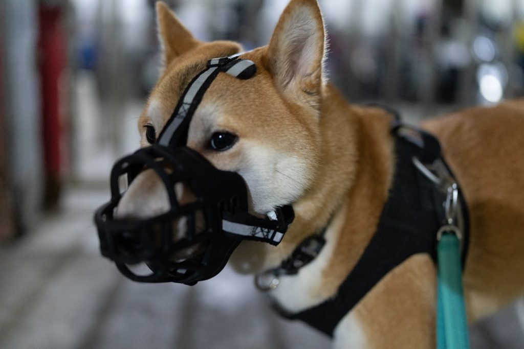 brown-and-white-short-coated-dog-with-black-collar-8zh74keuo6w
