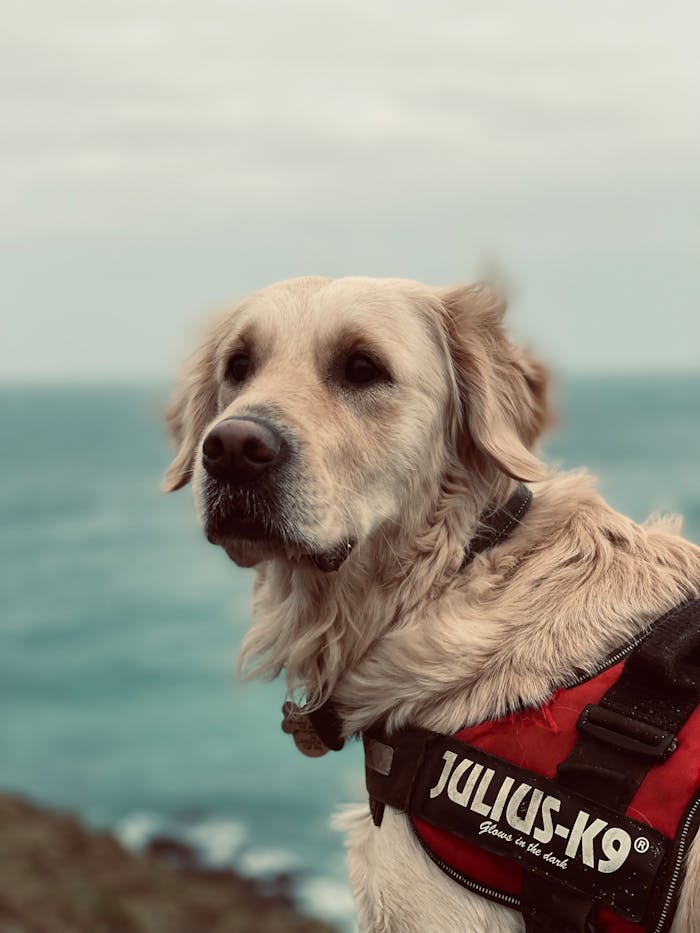 A golden retriever in a Julius-K9 harness gazes at the ocean on a cloudy day.