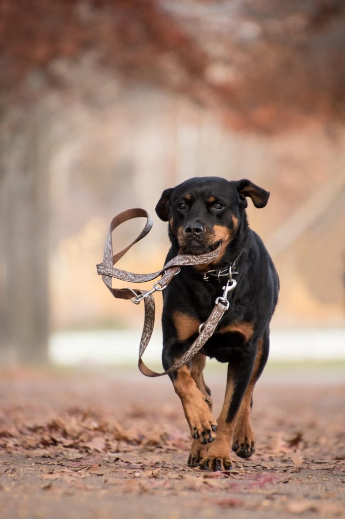 rottweiler, dog, running, mammal, animal, nature, autumn, leaves, brown, play, leash, run, running dog, playful, playful dog, pet, canine, portrait, dog portrait